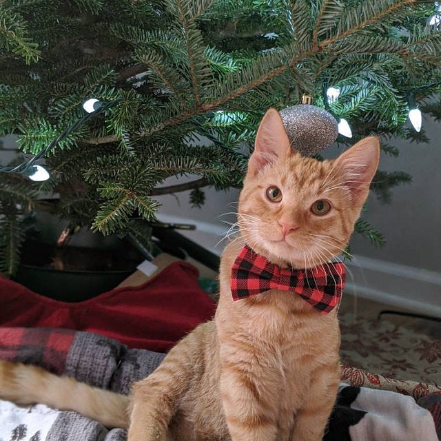 Pet Bow Tie - "Cozy Cabin Red" - Buffalo Check Plaid in Red - Fall / Winter / Holiday / Hipster - Detachable Bowtie for Cats + Dogs