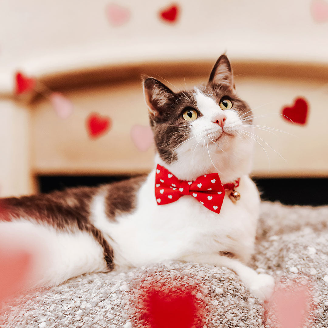 Bow Tie Cat Collar Set - "Love Song" - Red Heart Cat Collar w/ Matching Bowtie (Removable) / Valentine's Day