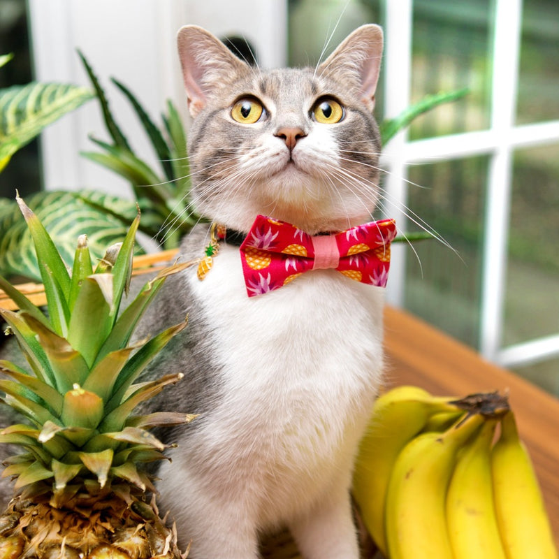 Bow Tie Cat Collar Set - "Pineapple Berry" - Tropical Punch Red Cat Collar + Matching Bow Tie (Removable)