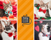 Cat Collar - "Superstar" - Red Sparkle Cat Collar - Breakaway Buckle or Non-Breakaway - Cat + Small Dog Sizes