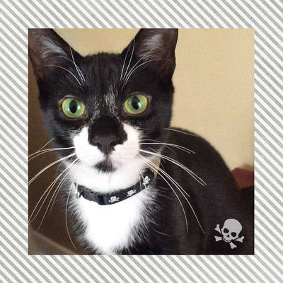 Cat Collar - "Spirit Walker - Black" - Skull Cat Collar / Pirate, Halloween / Breakaway Buckle or Non-Breakaway / Cat, Kitten + Small Dog Sizes