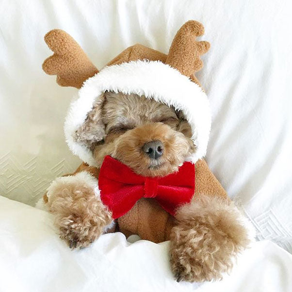 Pet Bow Tie (REGULAR SIZE) - "Velvet - Garnet Red" - Christmas, Holidays & Wedding Bow Tie | For Adult Cat + Small Dog