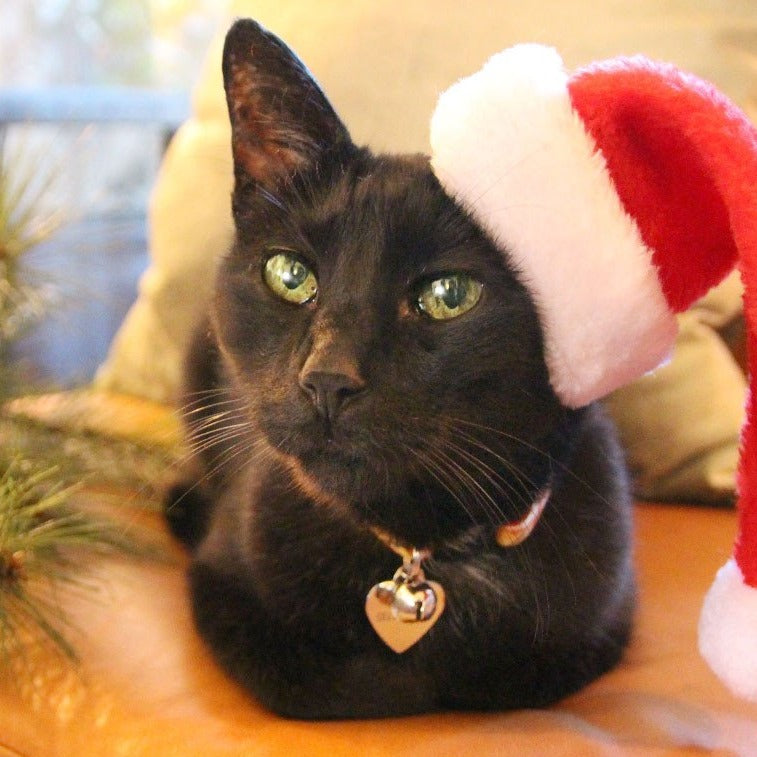 Pet Santa Hat - Christmas Photo Prop | X-Small Mini Size for Cats, Kittens + Small Dogs