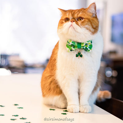 Pet Bow Tie - "Shamrock Spirit" - St. Patrick's Day Shamrock Cat Bow Tie / Irish, Clover / For Cats + Small Dogs (One Size)