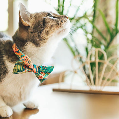 Cat Collar - "Tropicalia" - Palm Leaves Tropical Cat Collar / Spring, Summer, Hawaiian / Breakaway Buckle or Non-Breakaway / Cat, Kitten + Small Dog Sizes