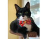 Bow Tie Cat Collar Set - "Birthday Candles" - Red Cat Collar w/Matching Bow Tie (Removable)