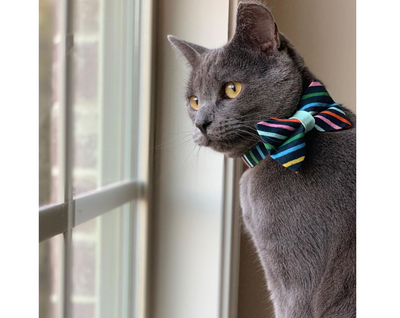 Rifle Paper® Cat Bow Tie - "Cape Cod" - Navy Rainbow Stripe Cat Collar Bow Tie / Kitten Bow Tie / Small Dog Bowtie / Removable (One Size)
