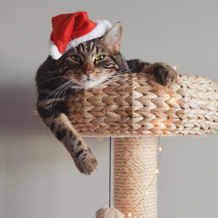 Pet Santa Hat - Christmas Photo Prop | X-Small Mini Size for Cats, Kittens + Small Dogs