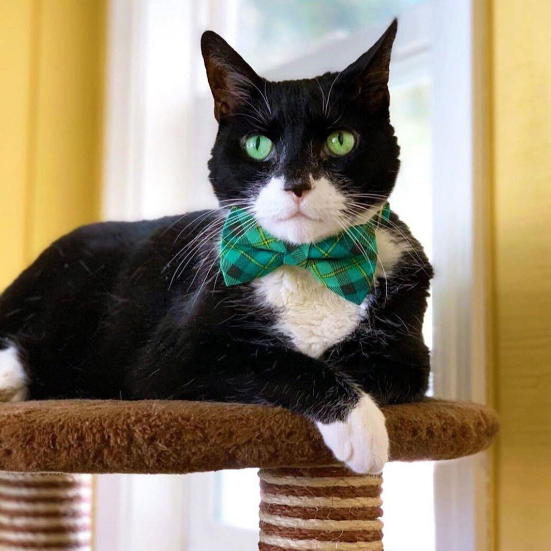 Tuxedo bow tie cat outlet collar