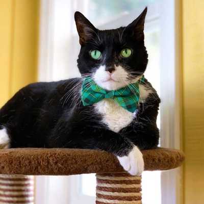 Pet Bow Tie - "Dublin" - Green Plaid Bow Tie / St. Patrick's Day / Irish / For Cats + Small Dogs (One Size)