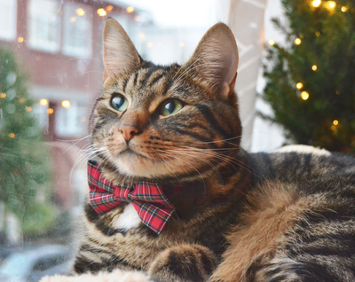 Pet Bow Tie - "Hearthside" - Classic Red Tartan Plaid - Fall / Christmas / Winter - Detachable Bowtie for Cats + Dogs