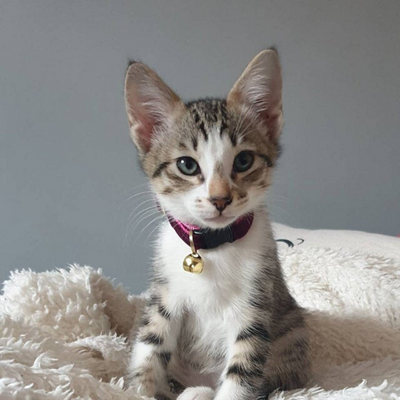 Cat Collar - "Velvet - Merlot" - Dark Wine / Burgundy Velvet - Breakaway Buckle or Non-Breakaway / Cat, Kitten + Small Dog Sizes