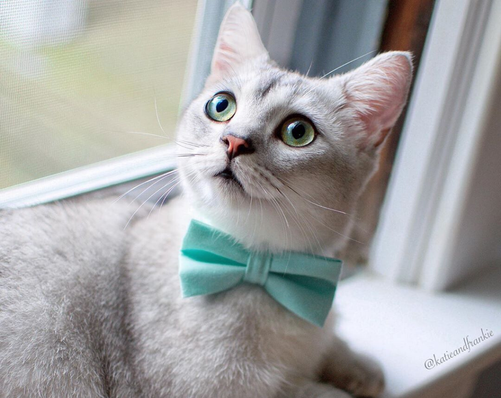 Mint blue bow shop tie