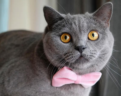 Pet Bow Tie - "Velvet - Baby Pink" - Light Pink Velvet Cat Bow Tie / For Cats + Small Dogs (One Size)