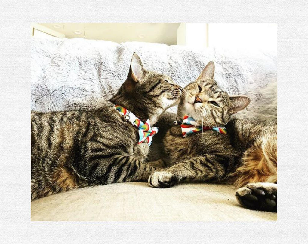 Pet Bow Tie - "Rainbow Magic" - Rainbow Cat Collar Bow Tie / LGBTQ Pride / Cat, Kitten, Small Dog Bowtie / Removable (One Size)