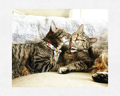 Cat Collar - "Rainbow Magic" - 80s Retro / LGBTQ Pride Cat Collar - Breakaway Buckle or Non-Breakaway / Cat, Kitten + Small Dog Sizes