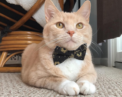 Winter Pet Bow Tie - "Snowfall Elegance Black" - Gold & Black Snowflake - Cat Collar Bow Tie / Kitten Bow Tie / Small Dog Bow Tie - Removable (One Size)