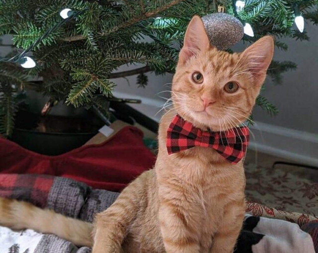 Bow Tie Cat Collar Set - "Cozy Cabin Red" - Buffalo Plaid Cat Collar + Bow Tie (Removable) / Breakaway or Non-Breakaway