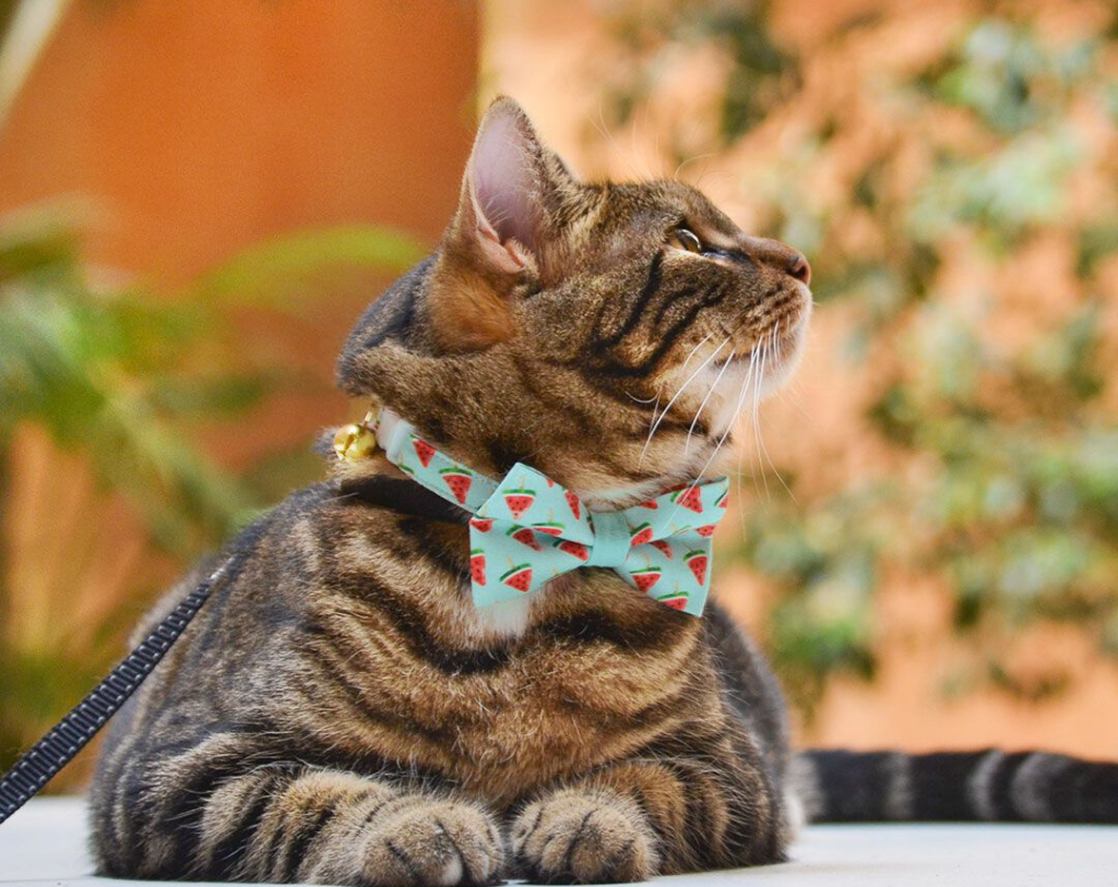 Small dog online bow tie collar