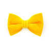Pet Bow Tie - "Velvet - Marigold" - Rich Yellow Velvet Bow Tie for Cat / For Cats + Small Dogs (One Size)