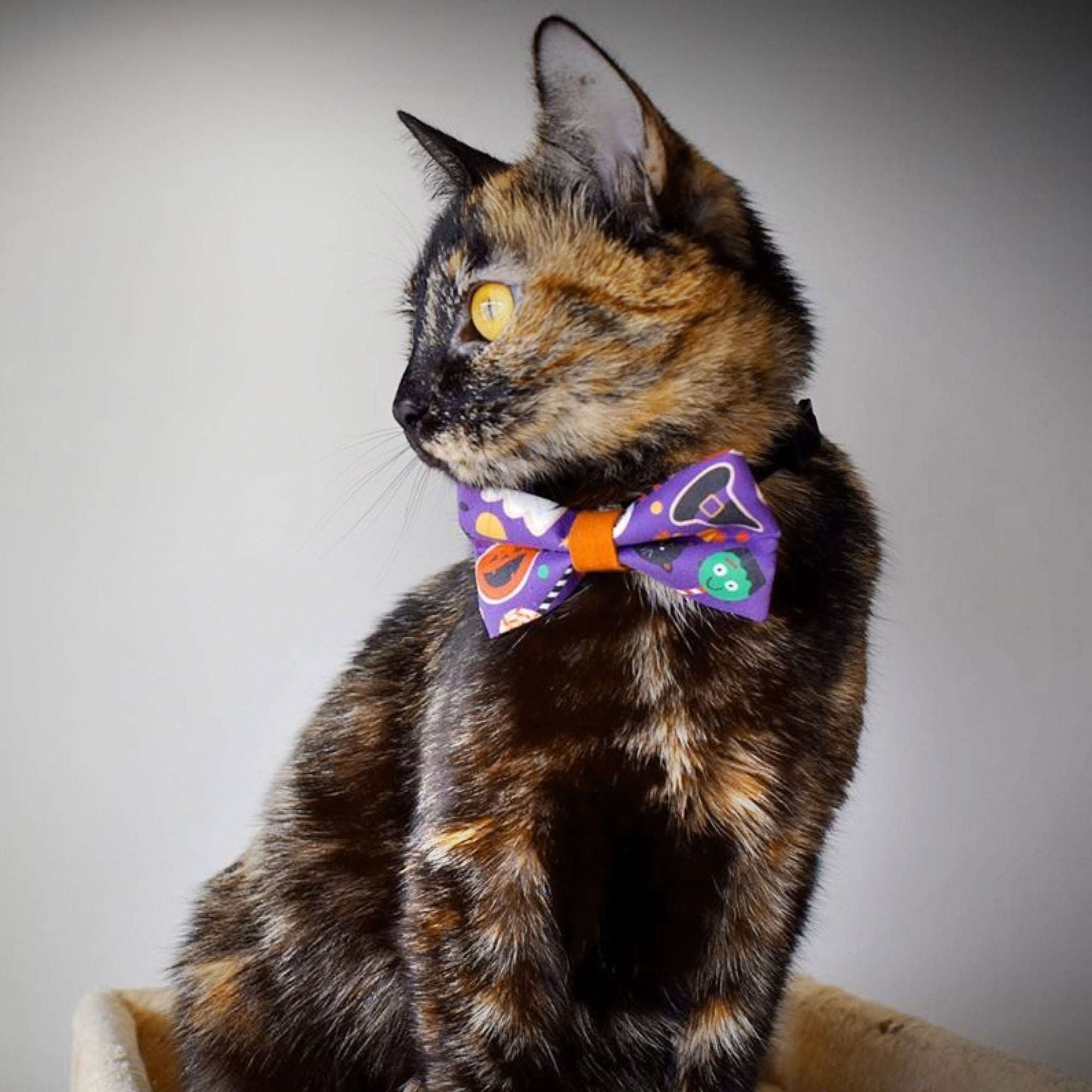 Bow Tie Cat Collar Set - "Witch's Brew" - Halloween Cat Collar w/ Matching Bowtie (Removable)