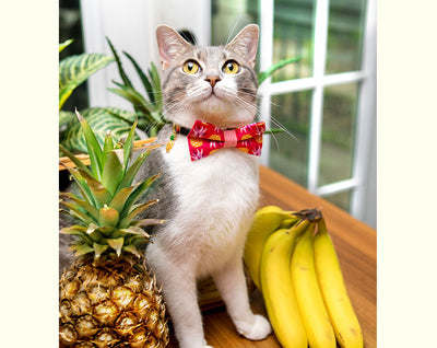 Cat Collar - "Pineapple Berry" - Hawaiian Punch Red Cat Collar - Breakaway Buckle or Non-Breakaway / Cat, Kitten + Small Dog Sizes