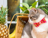 Tropical Cat Bow Tie - "Pineapple Berry" - Hawaiian Red Cat Collar Bow / Kitten Bow Tie / Small Dog Bowtie / Summer / Removable (One Size)