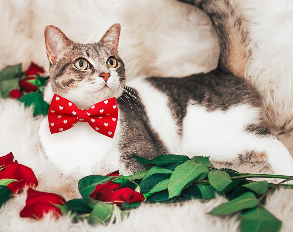 Valentine's Day Cat Bow Tie - "Love Song" - White Hearts on Red Bow Tie / For Cats + Small Dogs / Removable (One Size)