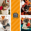 Cat Collar + Flower Set - "Velvet - Storm Gray" - Dark Grey Velvet Cat Collar w/ Ivory Felt Flower (Detachable)