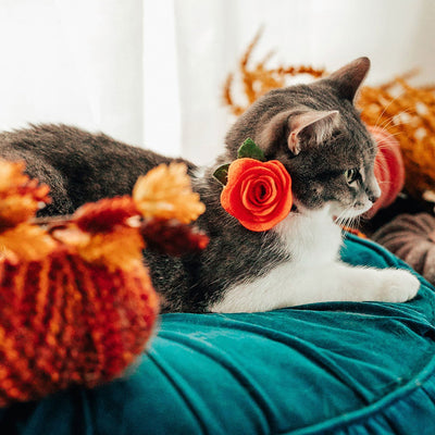 Fall Cat Collar + Flower Set - "Pumpkin Patch - Teal" - Harvest Fall Cat Collar w/ Pumpkin Orange Felt Flower (Detachable)