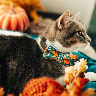 Bow Tie Cat Collar Set - "Pumpkin Patch - Teal" - Fall Harvest Cat Collar w/ Matching Bowtie (Removable) / Fall + Thanksgiving - Kitten (6-10) / Breakaway / Gold