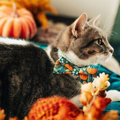 Bow Tie Cat Collar Set - "Pumpkin Patch - Teal" - Fall Harvest Cat Collar w/ Matching Bowtie (Removable) / Fall + Thanksgiving