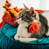 Cat Collar - "Pumpkin Patch - Teal" - Harvest Fall Cat Collar - Breakaway Buckle or Non-Breakaway / Cat, Kitten + Small Dog Sizes