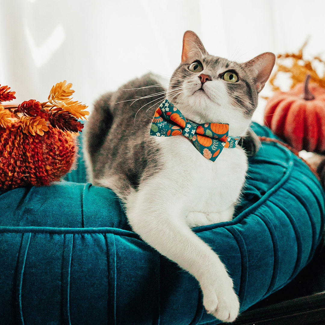 Cat Collar - "Pumpkin Patch - Teal" - Harvest Fall Cat Collar - Breakaway Buckle or Non-Breakaway / Cat, Kitten + Small Dog Sizes
