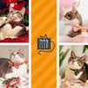 Cat Collar - "Happy Hanukkah" - Blue Menorah Cat Collar / Jewish, Chanukah, Star of David / Breakaway Buckle or Non-Breakaway / Cat, Kitten + Small Dog Sizes
