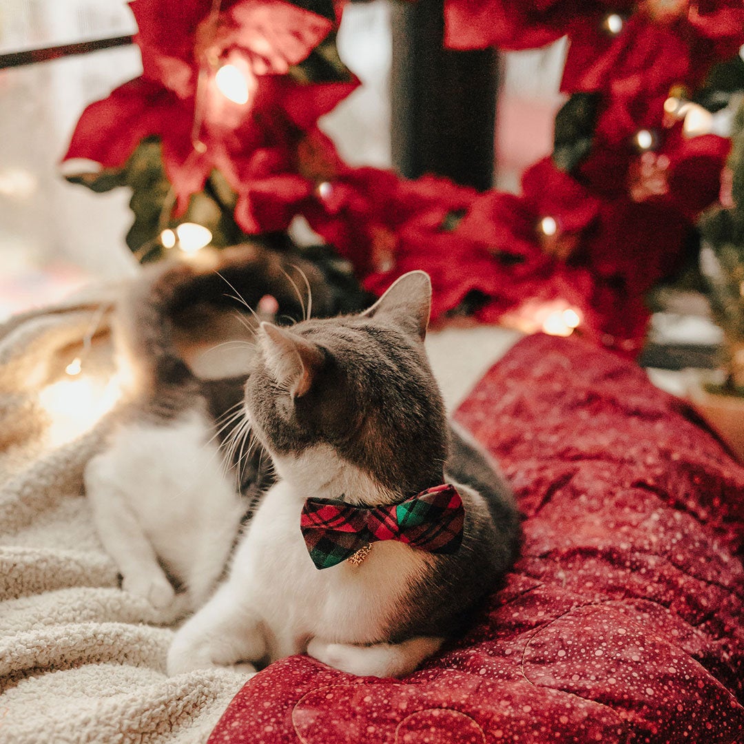Holiday Pet Bow Tie - "Fireside" - Red & Green Plaid Bowtie for Pet Collar / Christmas / For Cats + Small Dogs / Removable (One Size)
