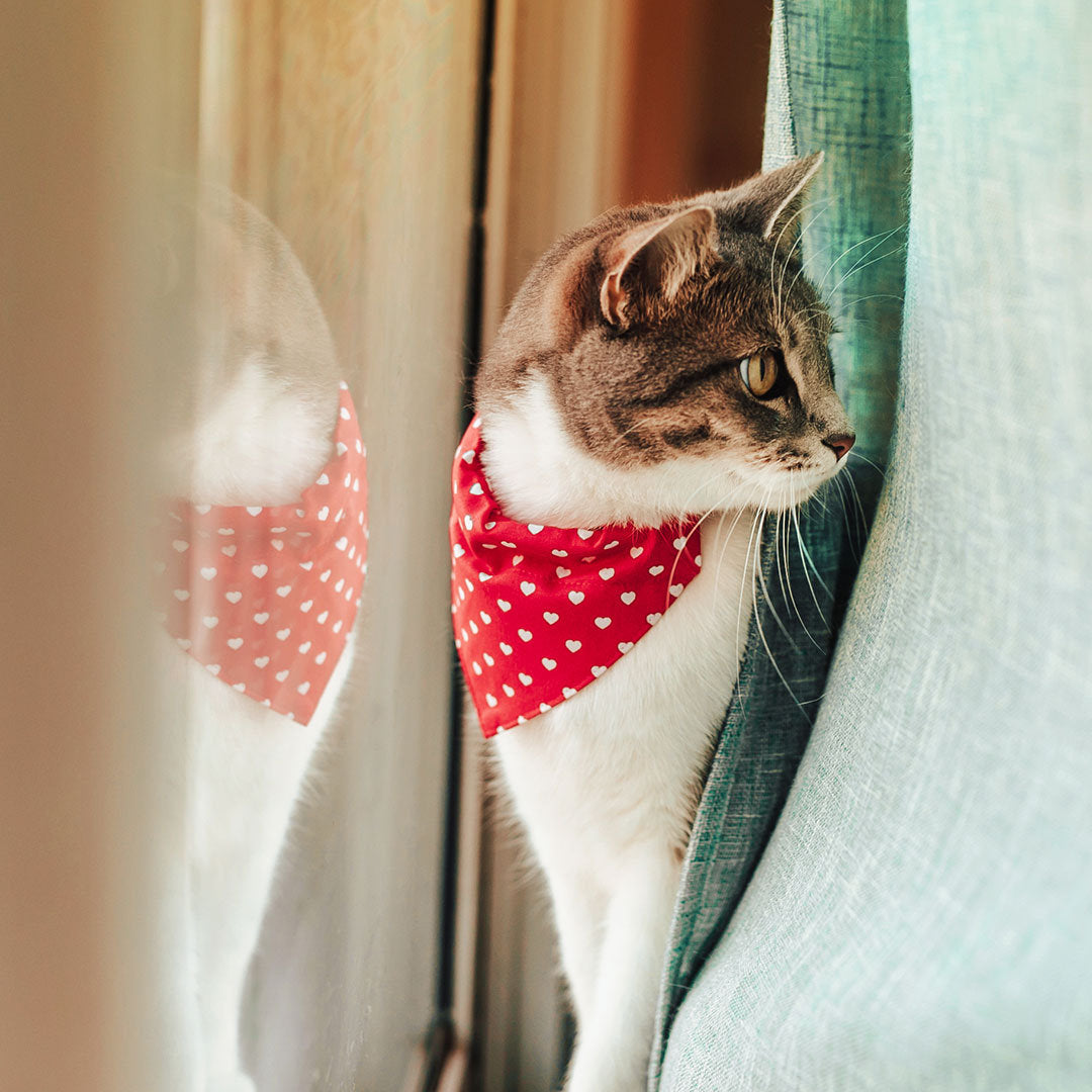 Cat Collar - "Love Song" - Red Heart Cat Collar / Valentine's Day - Breakaway Buckle or Non-Breakaway / Cat, Kitten + Small Dog Sizes