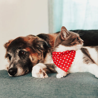 Pet Bandana - "Love Song" - Valentine's Day Red Heart Bandana for Cat Collar or Small Dog Collar / Slide-on Bandana / Over-the-Collar (One Size)