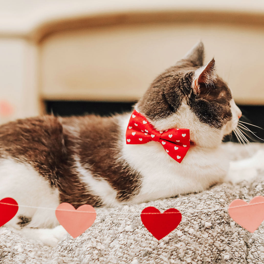 Bow Tie Cat Collar Set - "Love Song" - Red Heart Cat Collar w/ Matching Bowtie (Removable) / Valentine's Day