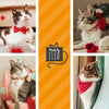Cat Collar + Flower Set - "Love Song" - Red Heart Cat Collar w/ Scarlet Felt Flower (Detachable) / Valentine's Day