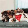 Pet Bandana - "Dawn" - Pastel Plaid Bandana for Cat + Small Dog / Easter, Spring, Summer / Slide-on Bandana / Over-the-Collar (One Size)