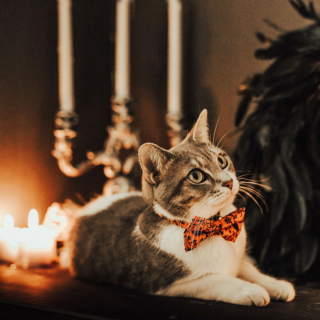 Halloween Cat Collar - "Gothic Halloween" - Black & Orange Cat Collar / Breakaway Buckle or Non-Breakaway / Cat, Kitten + Small Dog Sizes