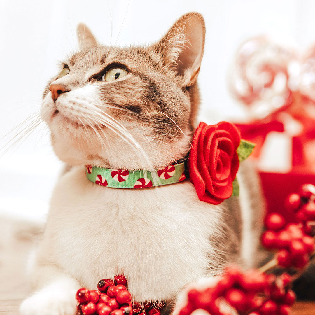 Cat Collar + Flower Set - "Peppermint Twist" - Red & Green Holiday Cat Collar w/ Scarlet Felt Flower (Detachable)