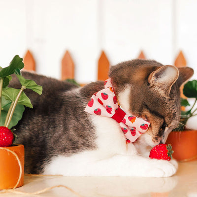 Cat Collar - "Chocolate Strawberries" - Dipped Strawberry Cat Collar / Valentine's Day / Breakaway Buckle or Non-Breakaway / Cat, Kitten + Small Dog Sizes