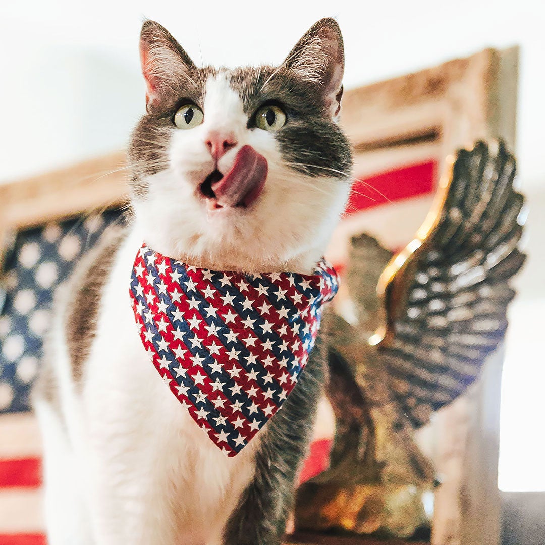 Cat Collar - "Americana" - Stars & Stripes Cat Collar / Independence Day, Fourth of July, USA / Breakaway Buckle or Non-Breakaway / Cat, Kitten + Small Dog Sizes