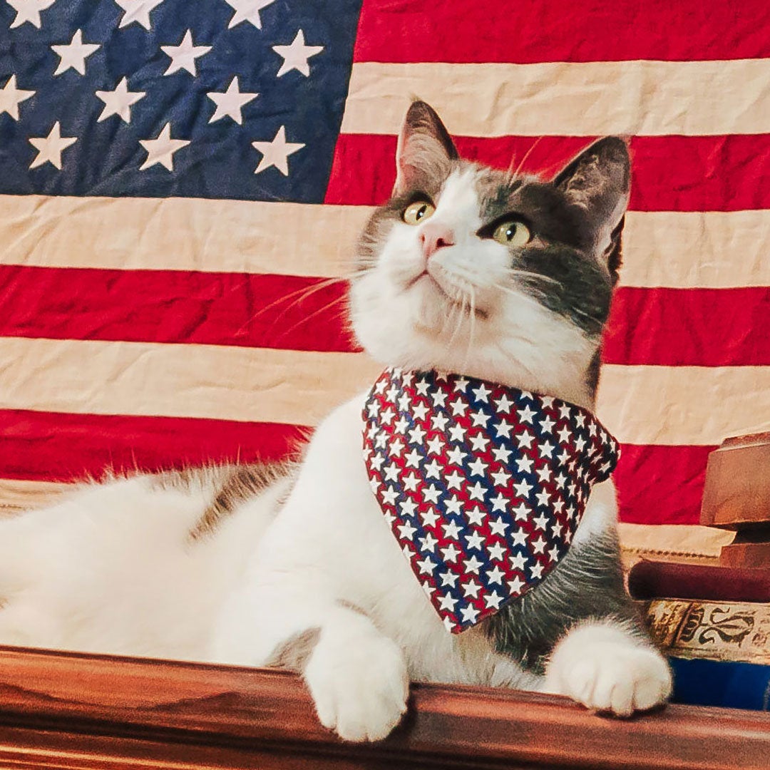 Patriotic Cat Bandana - "Americana" - Stars & Stripes Bandana for Cat + Small Dog / Independence Day / Slide-on Bandana / Over-the-Collar (One Size)