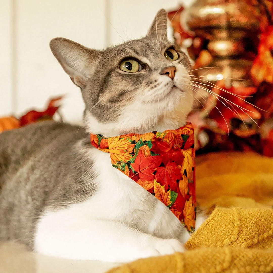 Pet Bandana - "Forever Fall" - Autumn Leaves Bandana for Cat + Small Dog / Slide-on Bandana / Over-the-Collar (One Size)