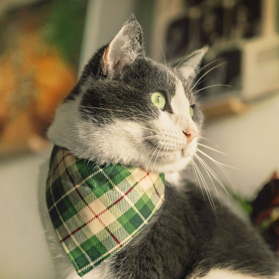 Pet Bandana - "Linden" - Buttercream + Leaf Green Plaid Bandana for Cat + Small Dog / Slide-on Bandana / Over-the-Collar (One Size)