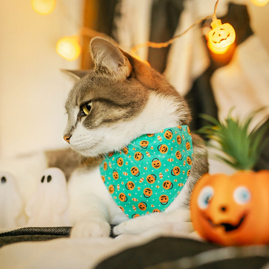 Pet Bandana - "Party Pumpkins" - Halloween Trick or Treat Jackolantern Bandana for Cat + Small Dog / Slide-on Bandana / Over-the-Collar (One Size)