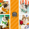 Cat Collar + Flower Set - "Del Mar" - Boho Teal Cat Collar w/ Mint Felt Flower (Detachable)
